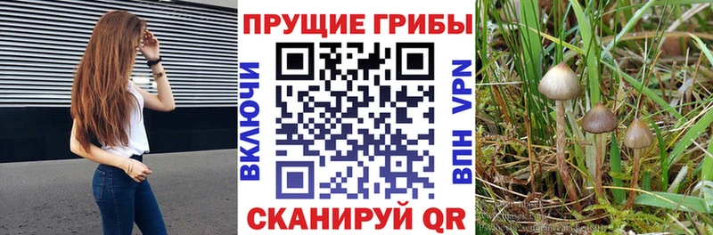 Псилоцибиновые грибы Psilocybe  закладка  Иланский 
